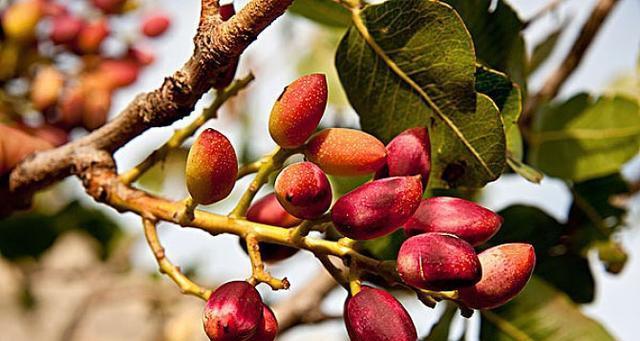 开心果原产地在哪里?如何追溯开心果的起源?