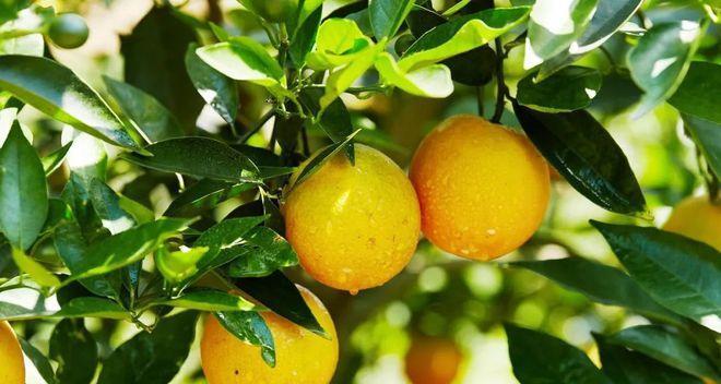 夏橙什么时候成熟?如何判断最佳采摘时间?_花植网