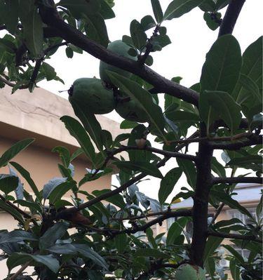 木瓜几年开花结果？如何促进木瓜早开花早结果？