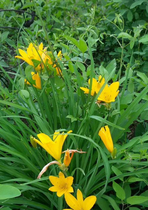 忘忧草是什么菜？它有哪些食用价值和功效？