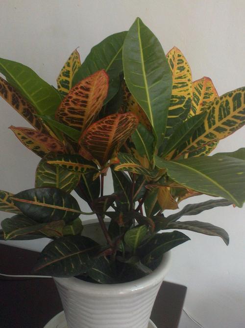 叶子的象征意义——自然之美与生命力的化身（以叶子为媒介）