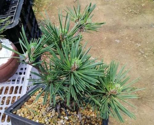 黑松怎么养殖方法？有哪些注意事项和常见问题？