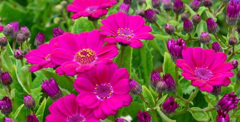 瓜叶菊花语（探寻瓜叶菊花语的美丽奥秘）
