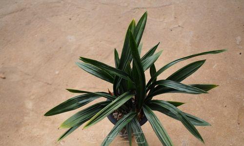 以兰草叶子行龙的神奇之谜（揭秘兰草叶子行龙的意义和象征）