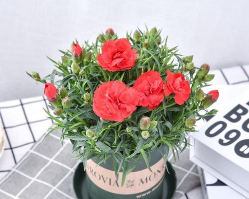 康乃馨是多年生植物吗？如何正确养护康乃馨？