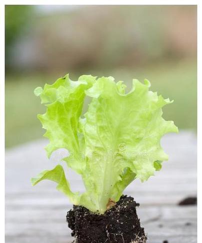 生菜的生长周期是多长时间？如何优化种植效率？