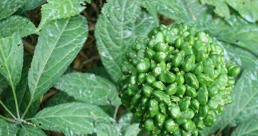 三七花有毒性吗？室内养护需要注意什么？