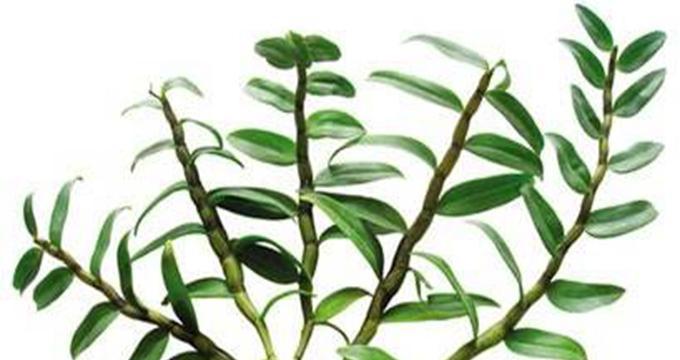 铁皮石斛的生长条件是什么？它的特性有哪些常见问题？