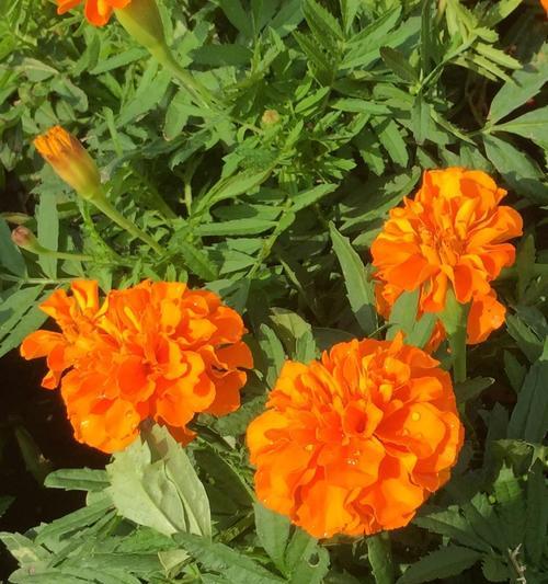 万寿菊的花语与传说(揭秘万寿菊的神秘力量与传承)