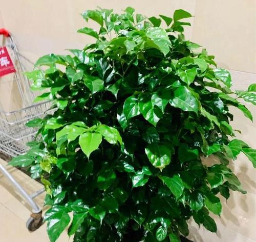 绿宝树掉叶子怎么办?如何有效防止和处理?