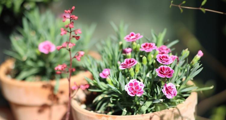 石竹初吻是多年生植物吗？种植和养护需要注意什么？
