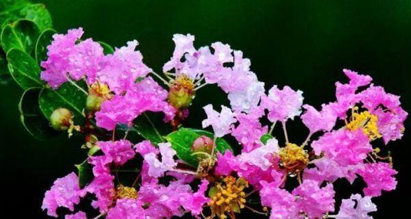 紫薇花（紫薇花的美丽花语和神秘传说令人惊叹）