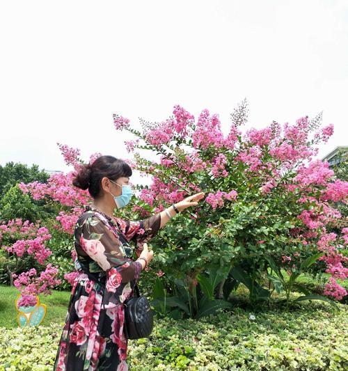 紫薇花（紫薇花的美丽花语和神秘传说令人惊叹）