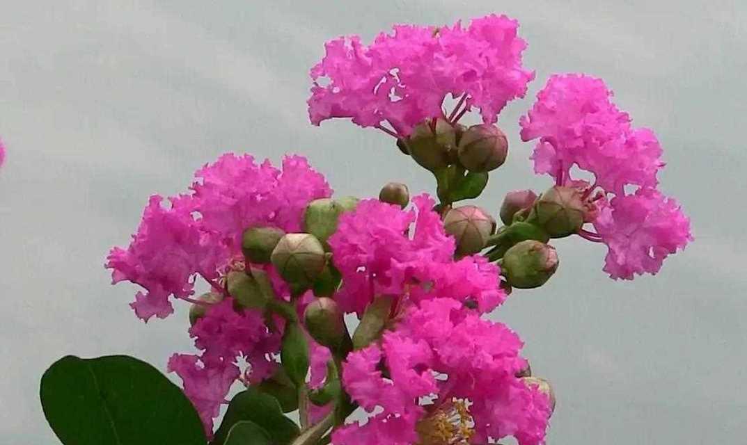 紫薇花（紫薇花的美丽花语和神秘传说令人惊叹）