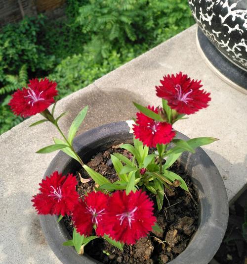 石竹初吻是多年生植物吗？种植和养护需要注意什么？