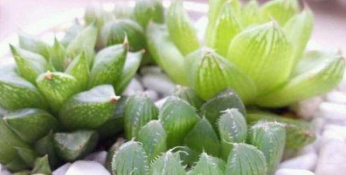 玉露浇水频率是多少？多久需要浇一次水？