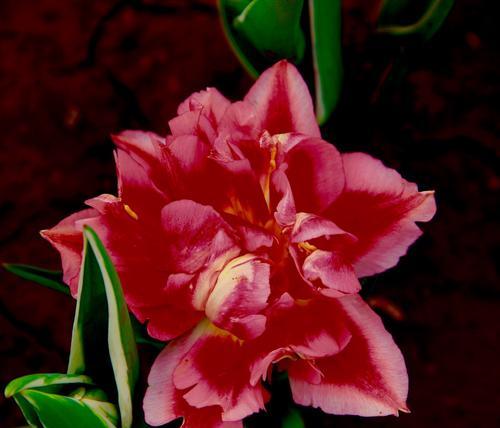 花海之谜（揭秘媚人花卉的魅力与诱惑）