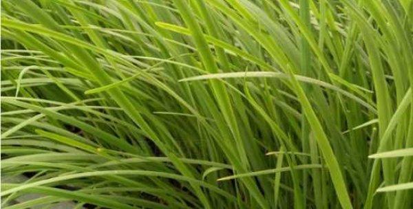 韭菜生长需要哪些环境条件？其生长特点是什么？