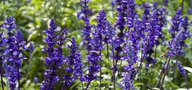 鼠尾草播种的最佳时间是什么时候？播种后如何管理？