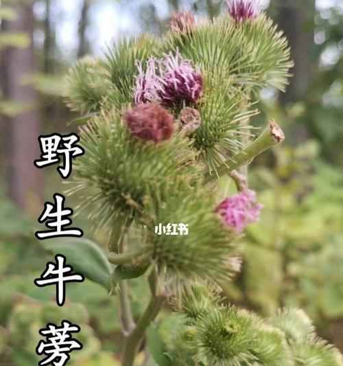 牛蒡属于什么植物类别？它的特点和用途有哪些？