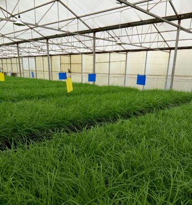 韭菜亩产量多少斤？如何提高韭菜的产量？