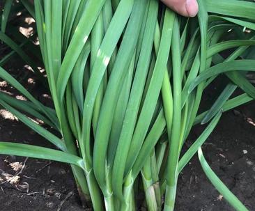 韭菜亩产量多少斤？如何提高韭菜的产量？