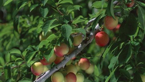 桃树种植后多久能结果实？开花挂果需要几年时间？