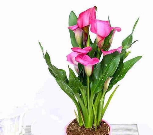 马蹄莲花家庭养法有哪些技巧?如何保持其健康生长?