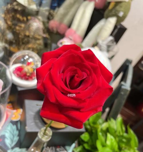 红玫瑰的花语（深情款款）