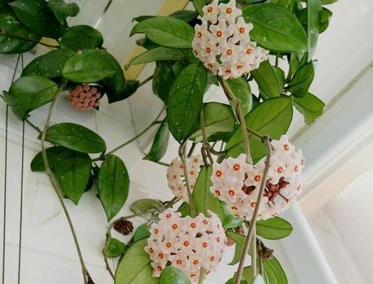 球兰花用多大的盆最合适？盆栽尺寸选择指南