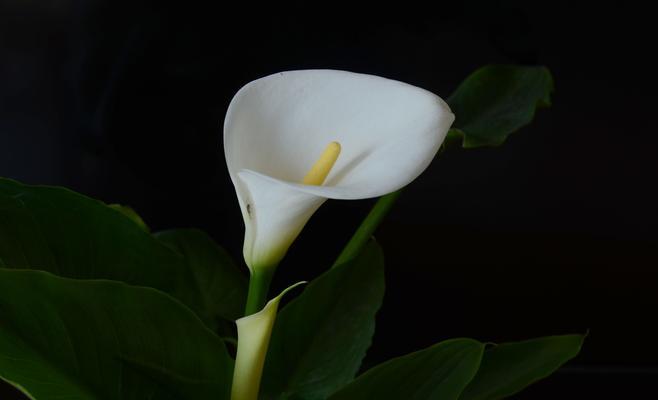 马蹄莲花(探索马蹄莲花的内涵及寓意)