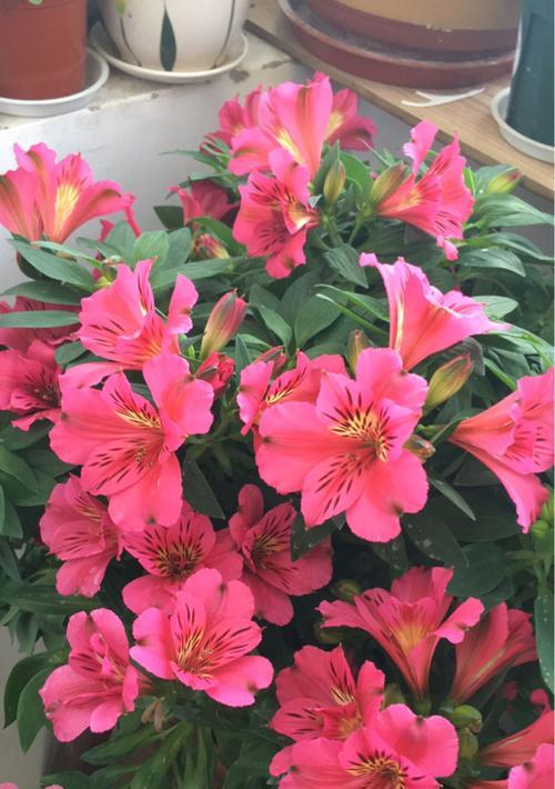 友谊之花——以花卉代表友谊的美好（探寻友谊之花的象征意义及美丽之处）