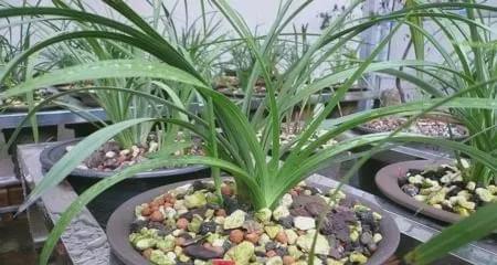 兰花可以浇醋吗？用醋水浇兰花的正确方法是什么？