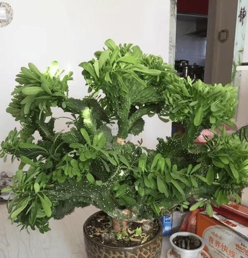 仙人掌(探索仙人掌在风水中的象征意义)