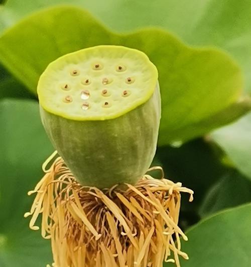 莲蓬成熟季节是什么时候？通常几月份成熟？