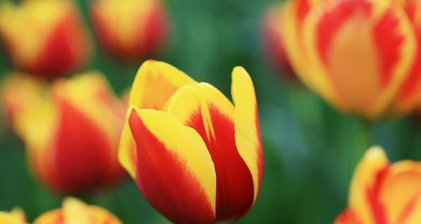 郁金香花语与情感传递（探寻郁金香的花语魅力）