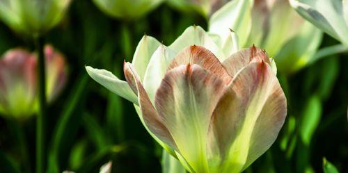 郁金香花语与情感传递（探寻郁金香的花语魅力）