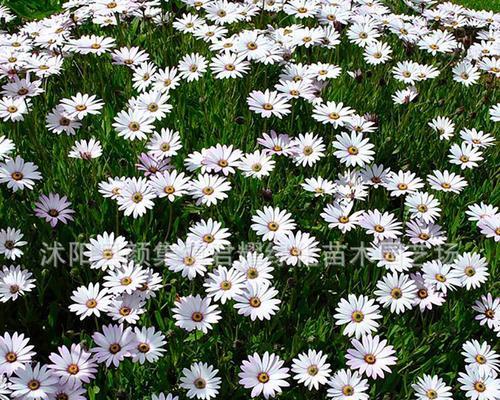 蓝目菊扦插的最佳月份是什么时候？如何提高扦插成活率？