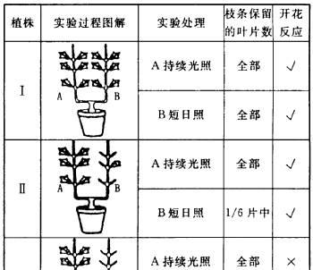蓝目菊扦插的最佳月份是什么时候？如何提高扦插成活率？