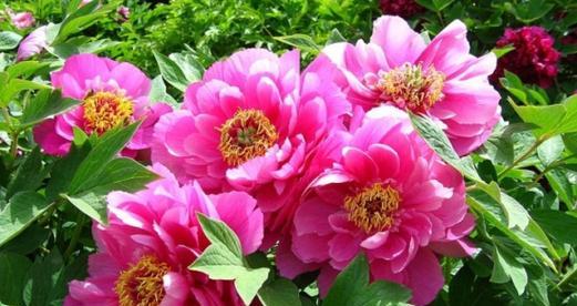 牡丹花（牡丹花的象征意义与历史传承）