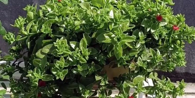 牡丹吊兰的花期是什么时候?如何延长花期?