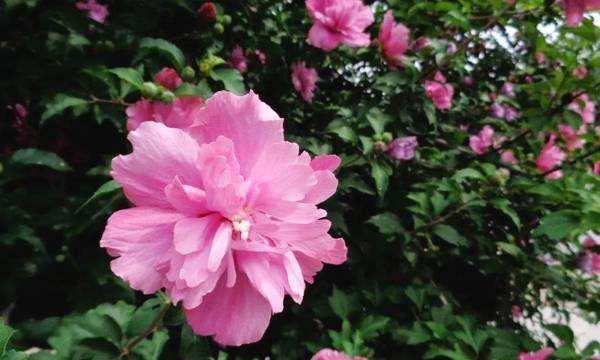 木槿花的花语与象征（探索木槿花的深意与内涵）