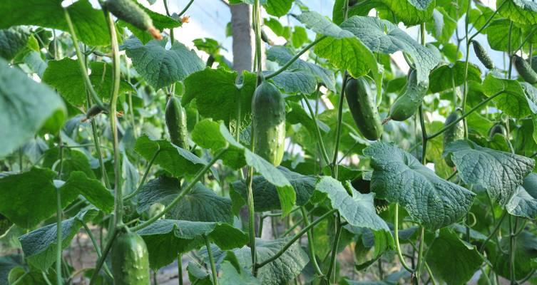 黄瓜施什么肥效果最佳？如何正确施肥以提高产量？