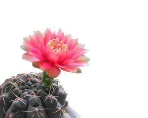 仙人球的寓意与象征意义（探索仙人球的美与哲理）