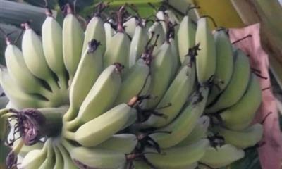 香蕉属于被子植物吗？它们的分类特征是什么？