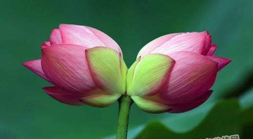 以并蒂莲的象征意义（探索并蒂莲的美与哲理）