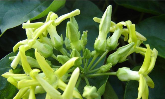 夜来香有毒吗?室内养护需要注意什么?