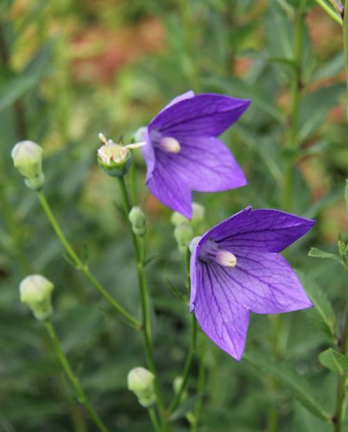 桔梗通常生长在哪些地方？如何识别桔梗的生长环境？