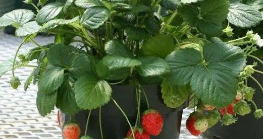 草莓栽种方法有哪些？需要注意哪些事项？