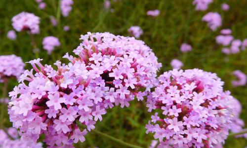 马鞭草（探寻马鞭草的花语和寓意）